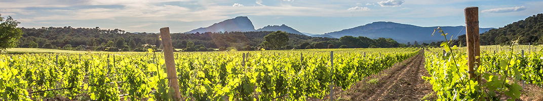 Vins du Languedoc Roussillon - V Comme Vin