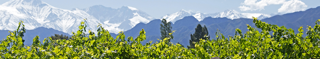 Vins étrangers - V Comme Vin