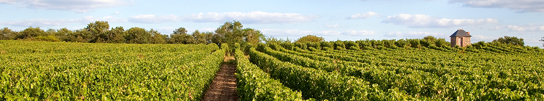 Les vins de la Loire - V Comme Vin