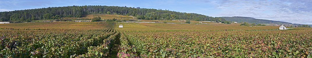 Vins Gevrey-Chambertin, tous les Chambertin - V Comme Vin