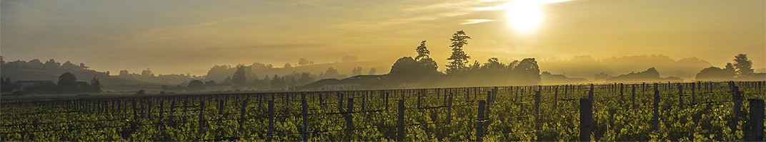 Château Canon-la-Gaffelière - Cru de Saint-Emilion