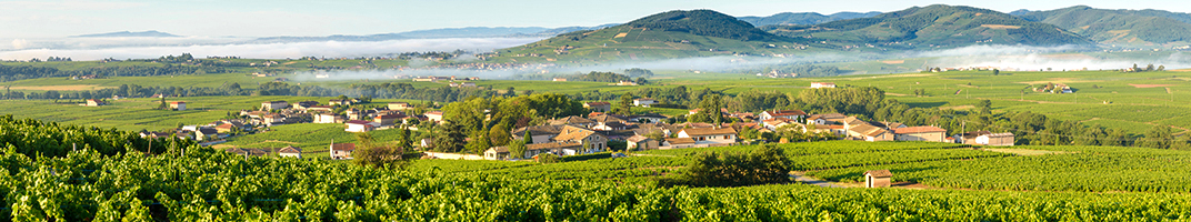 Vin du Beaujolais - V Comme Vin