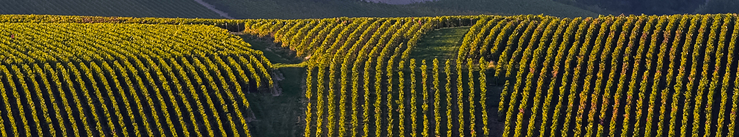 Vin de Champagne - V comme Vin