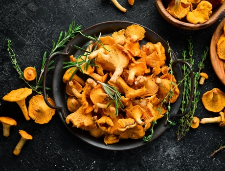 Les vins et les champignons : un accord parfait !