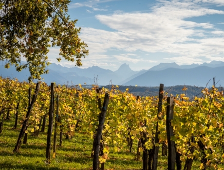 Les vins du Sud-Ouest